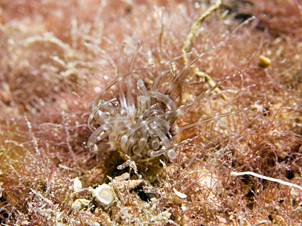 Arachnanthus oligopodus